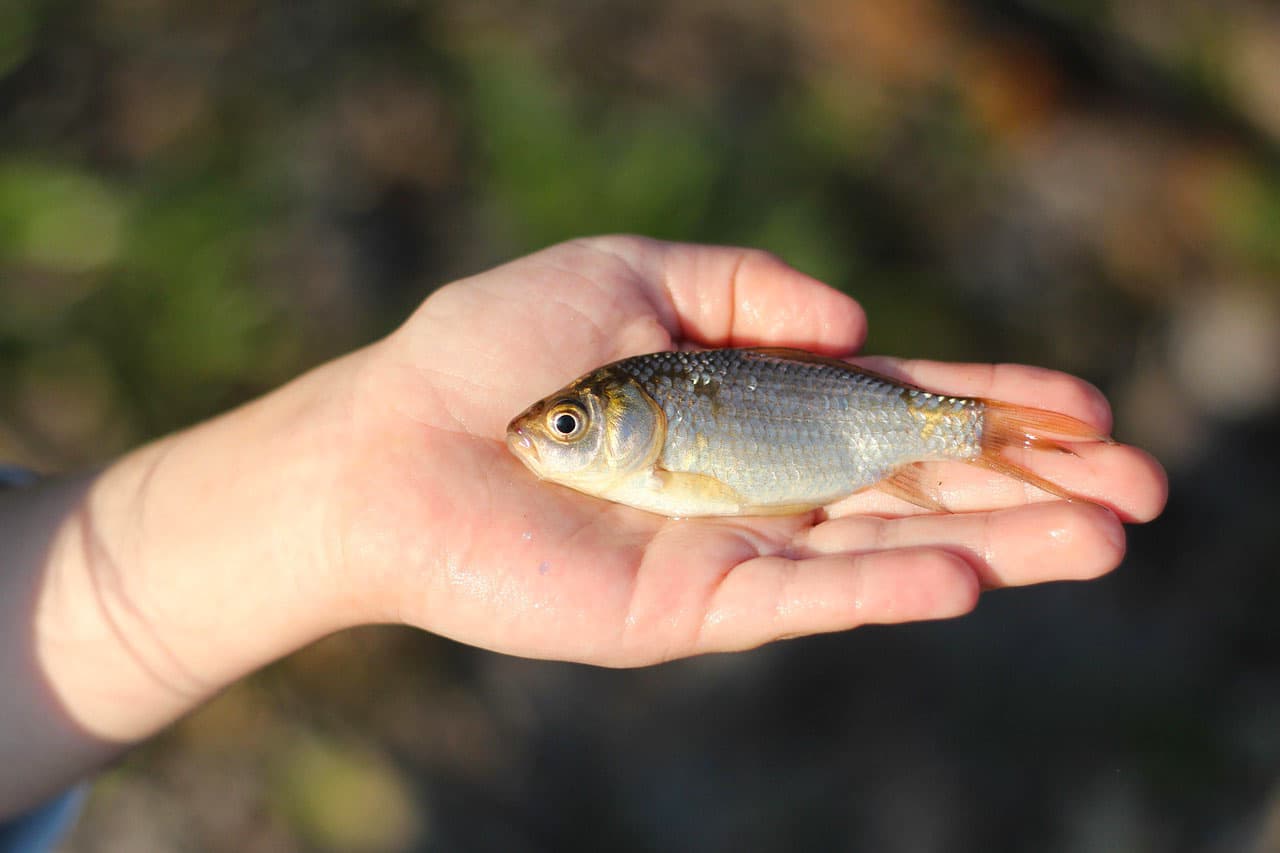🎣 Ловля Судака на Нарезку из Рыбы: Где Кровавый Фарш Становится Оружием, а Клыкастый Демон Рвёт Снасти! (...или Почему Одни Тащат Трофеи Мешками, а Другие Уходят с Ошмётками Лески на Морозе!)