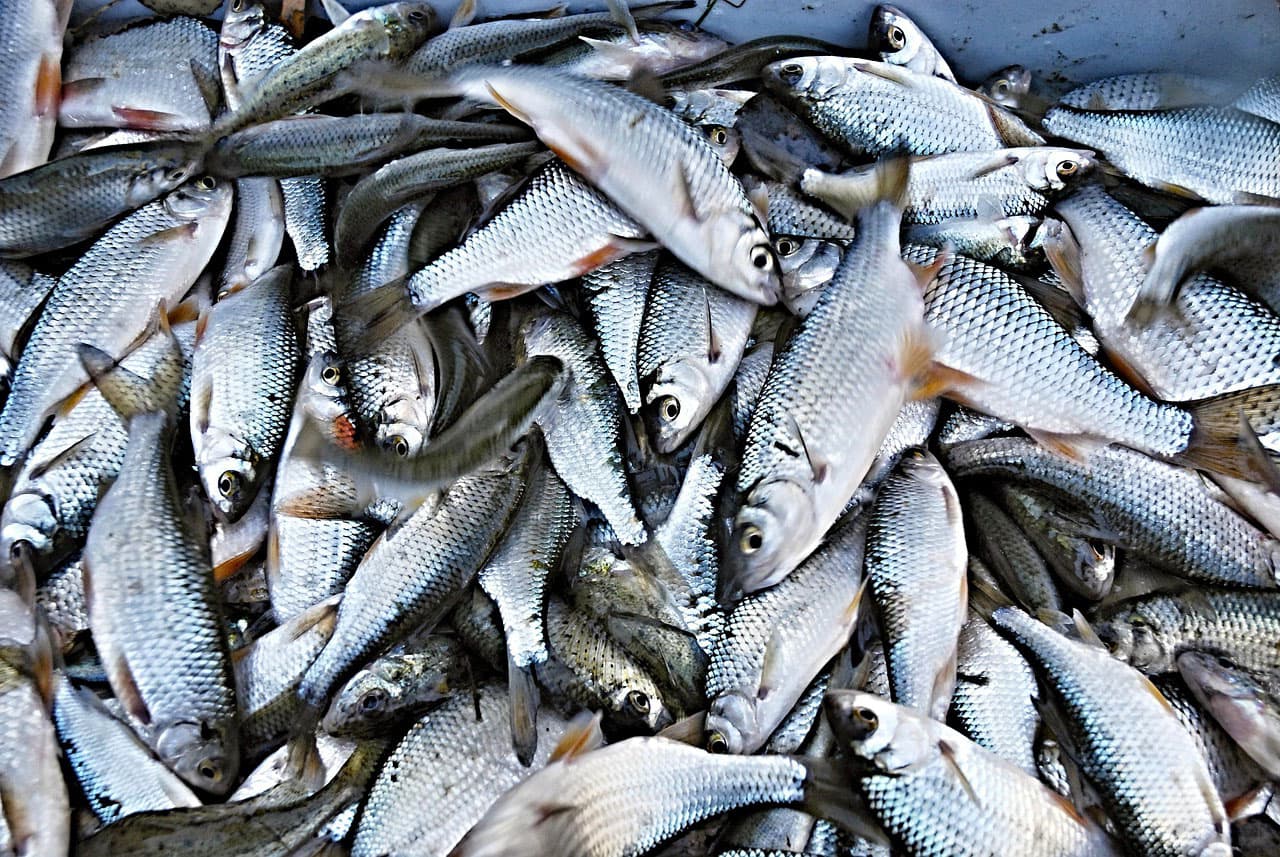🎣 На Что Ловить Плотву: Где «Серебряный Призрак» Выплевывает Крючок за 0.5 Секунды, а Нитчатая Водоросль Становится Секретным Оружием