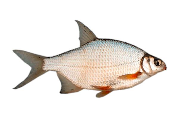 🎣 Рыбалка на густеру: Серебристая скромница, ради которой стоит встать на зорьке