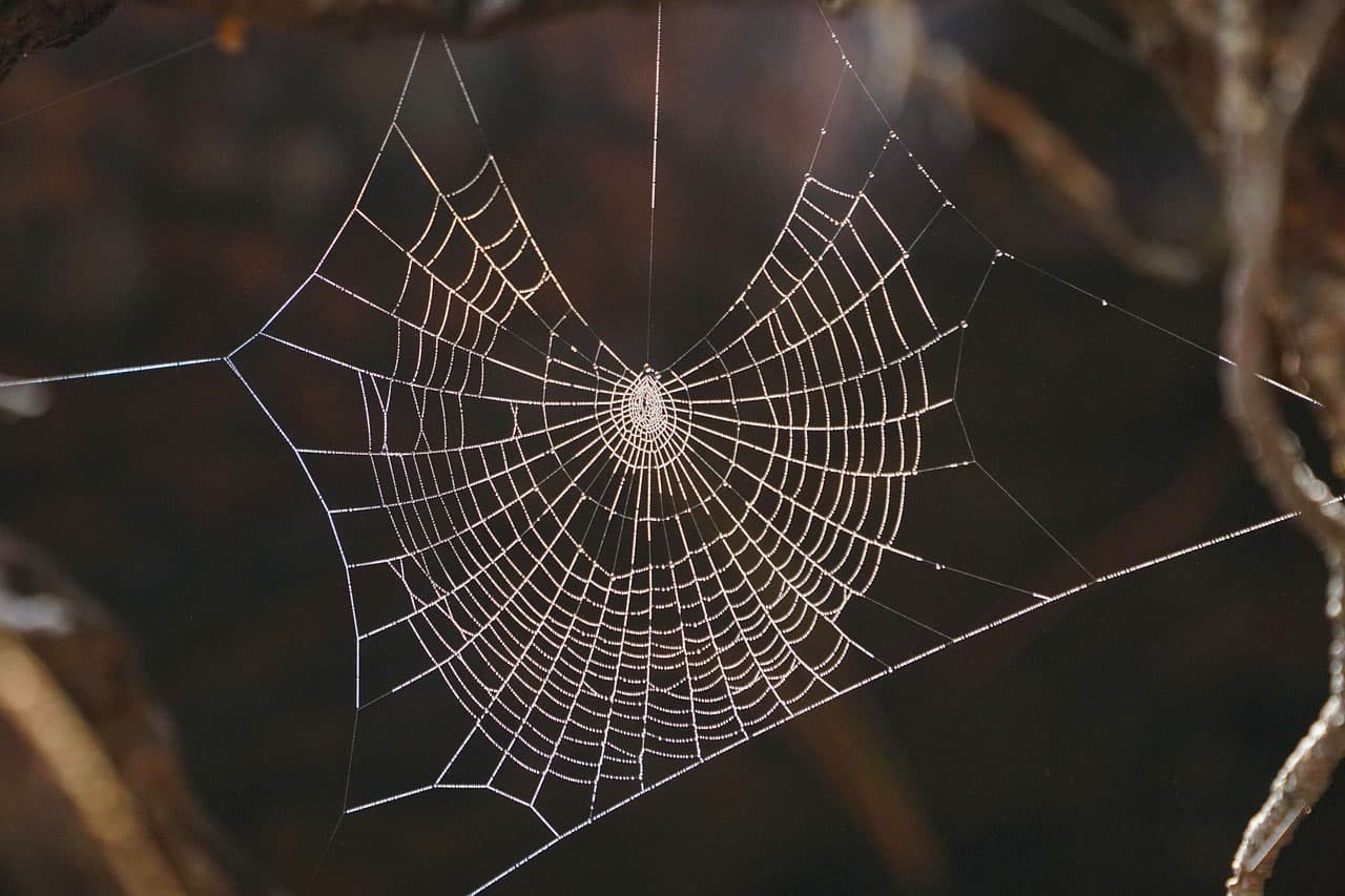🕸️ Рыбалка на Паук: Адреналин Подъёмной Сети и Штраф за Лишний Сантиметр